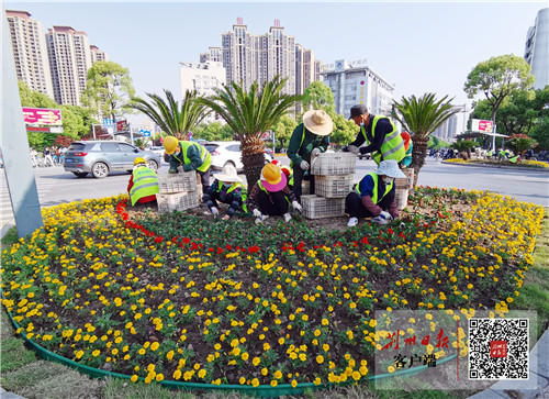 注意到了吗?中心城区交通岛花坛换新貌啦