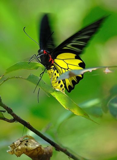 动物知识普及——金裳凤蝶
