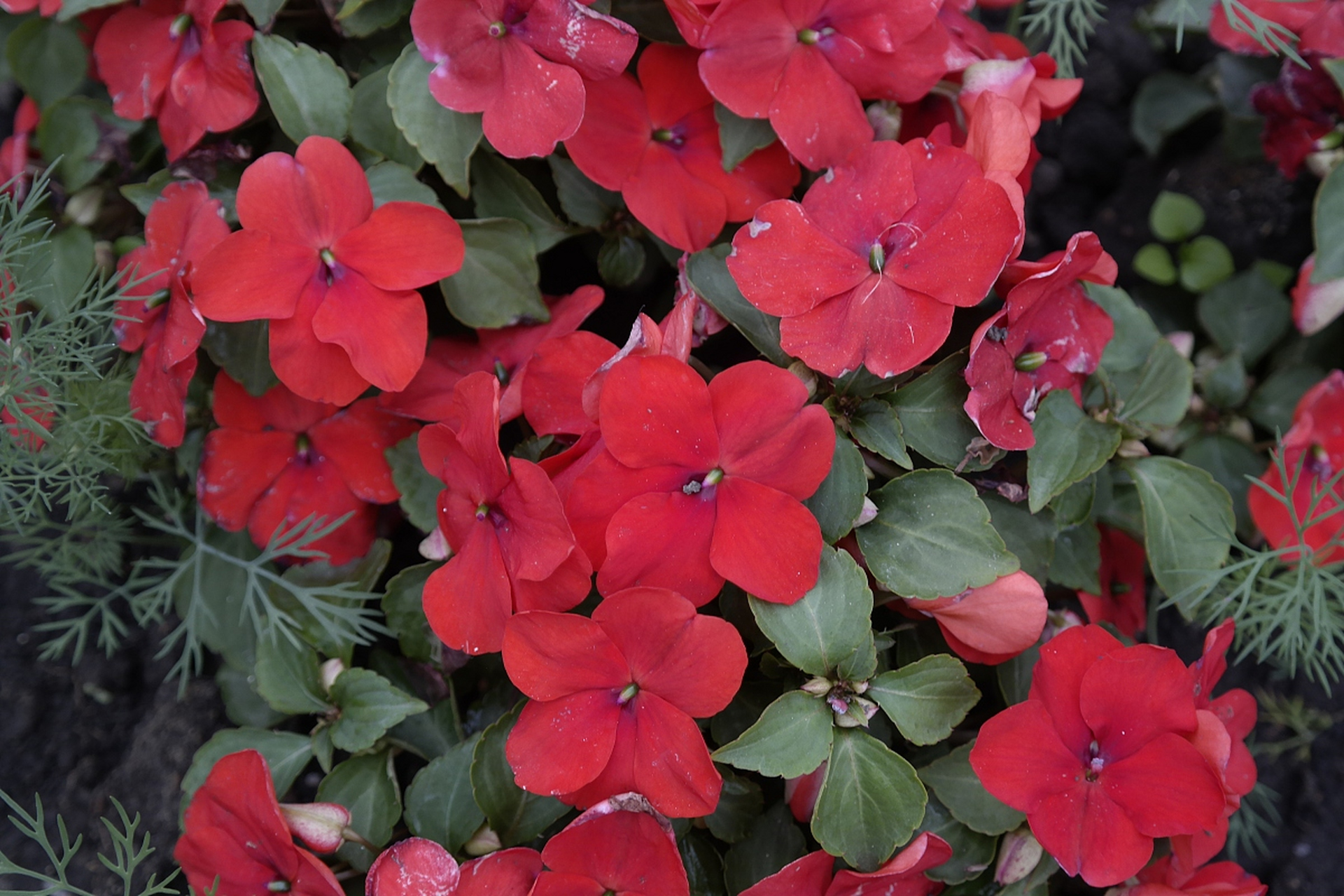 长春花,寓意生机与希望,花朵大而艳丽,从春到秋绽放生命色彩.