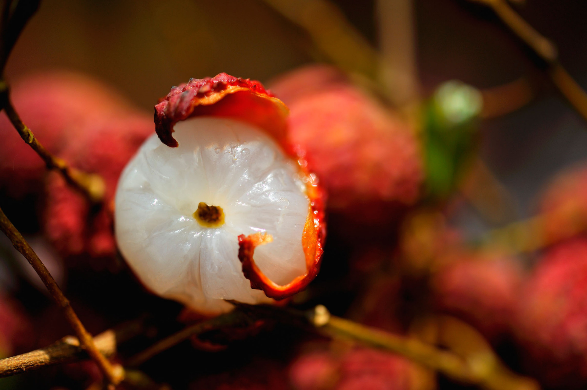 大量进食荔枝,其中的糖会抑制人体食欲,而减少了其他食物的摄入.