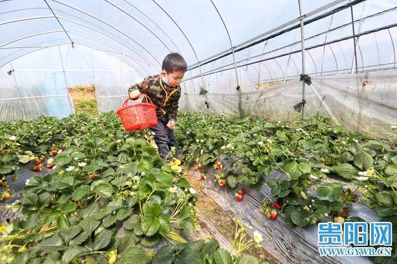 贵阳草莓采摘园图片