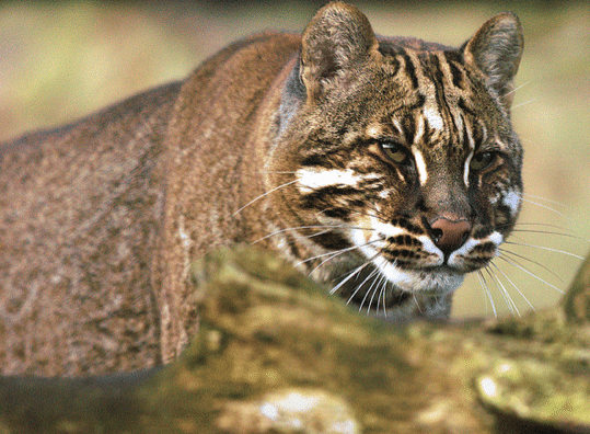 古文中的"彪",指的是什么动物?原来不是老虎,而是这种动物!