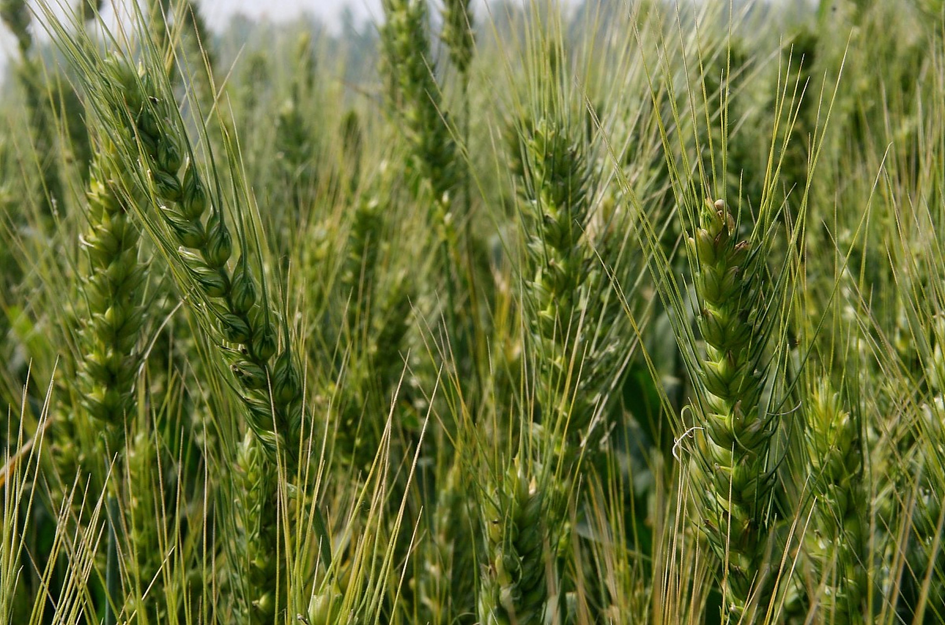 百农207小麦品种介绍# 百农207小麦,由河南科技学院培育,是集高产