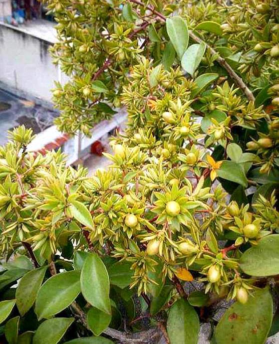 "叶仙"开花漂亮,嫁接蟹爪兰长得快,开花多,都叫它"万能树"