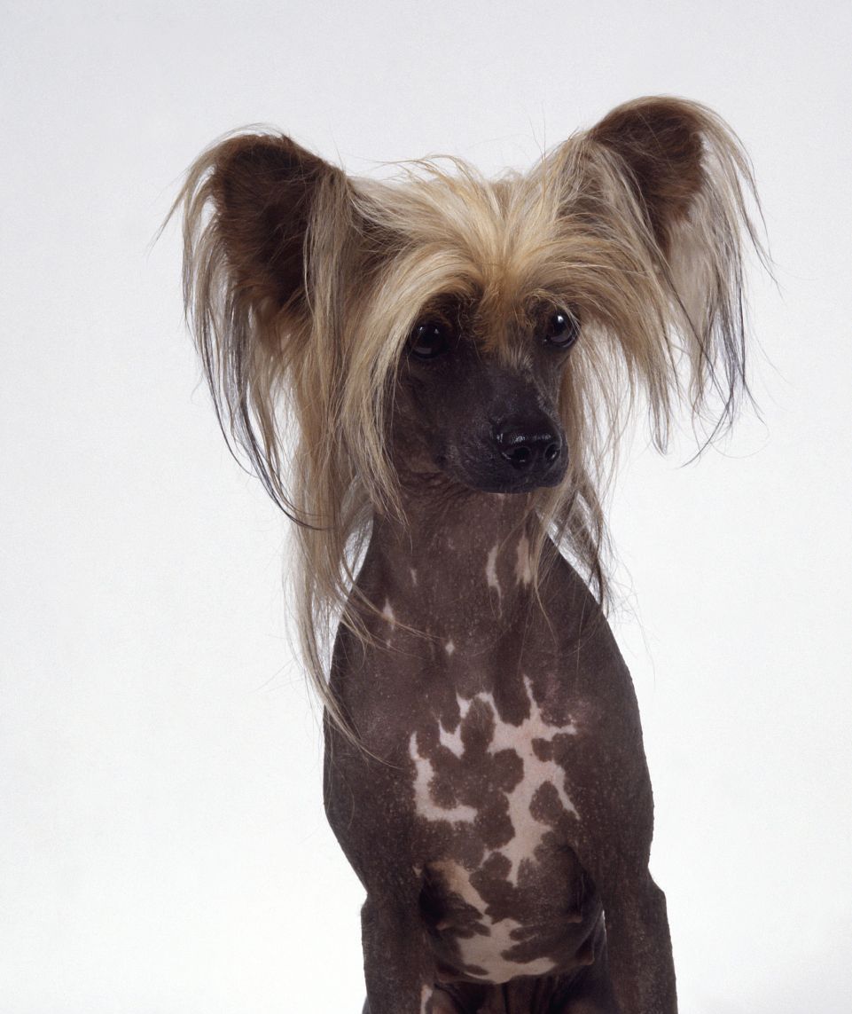 很非主流的中国冠毛犬