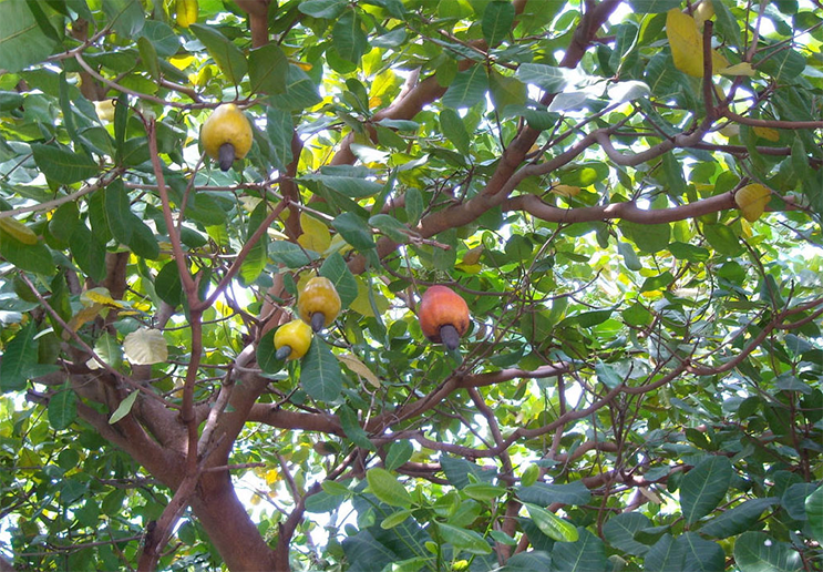 腰果哪里种植 - 2020年最新商品信息聚合专区 - 百度爱采购