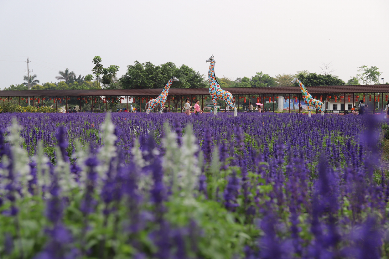 广州花都香草乐园图片