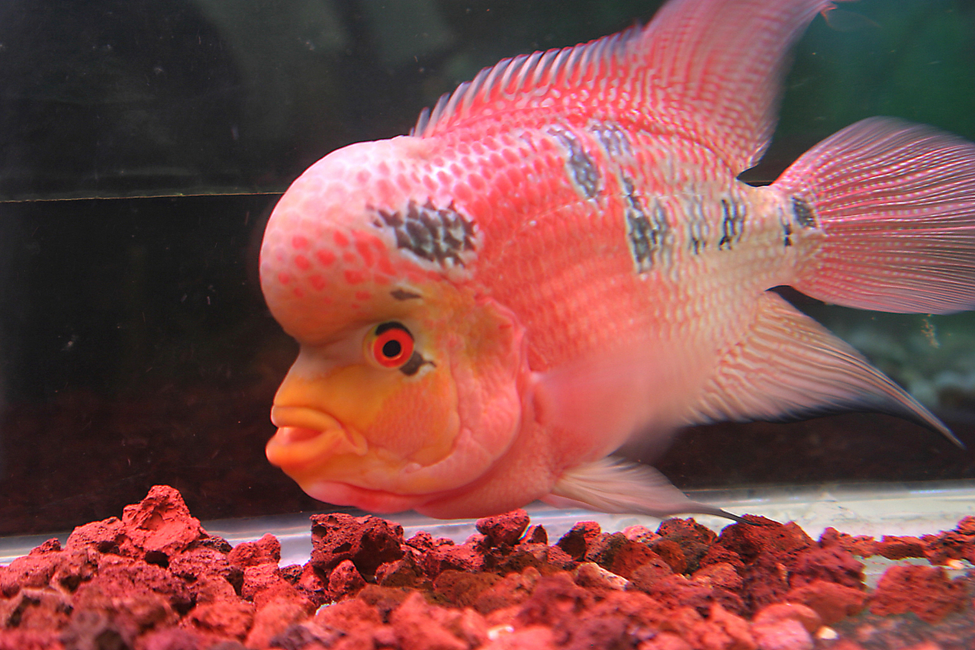 招财猫鱼虽受追捧,但其体型庞大,食量大如狼似虎且对水质挑剔得不得了