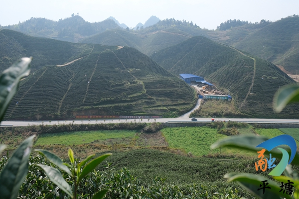 「巩固脱贫20条」掌布春茶美 茶农采摘忙