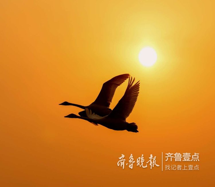 霞光里的天鹅,姿态优雅如天使飞过!