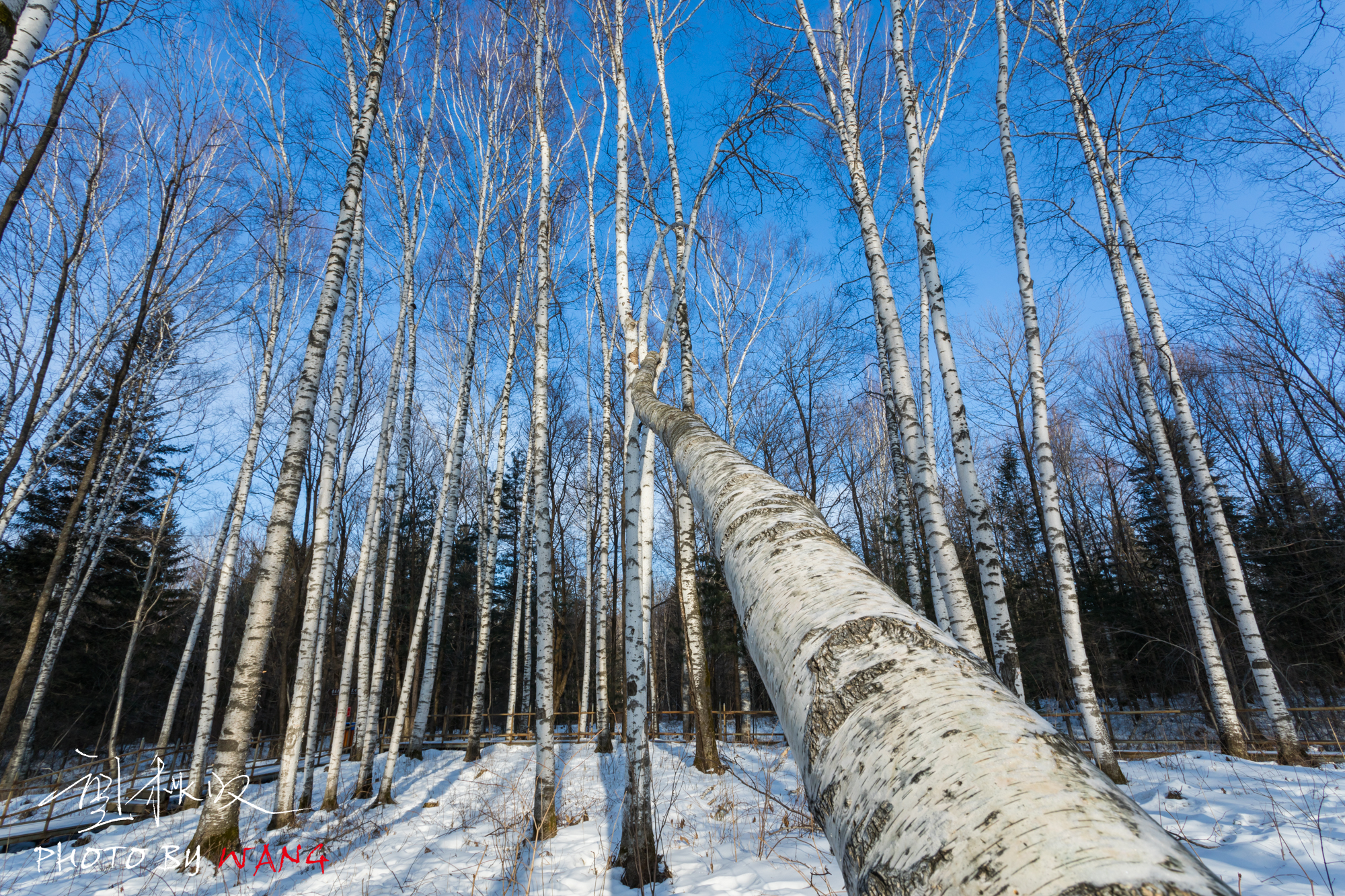 走进朴树歌中的那片白桦林,谁在不冻河边等你