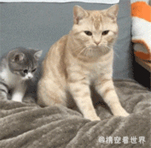 猫咪踩奶:你再说一遍,踩什么?