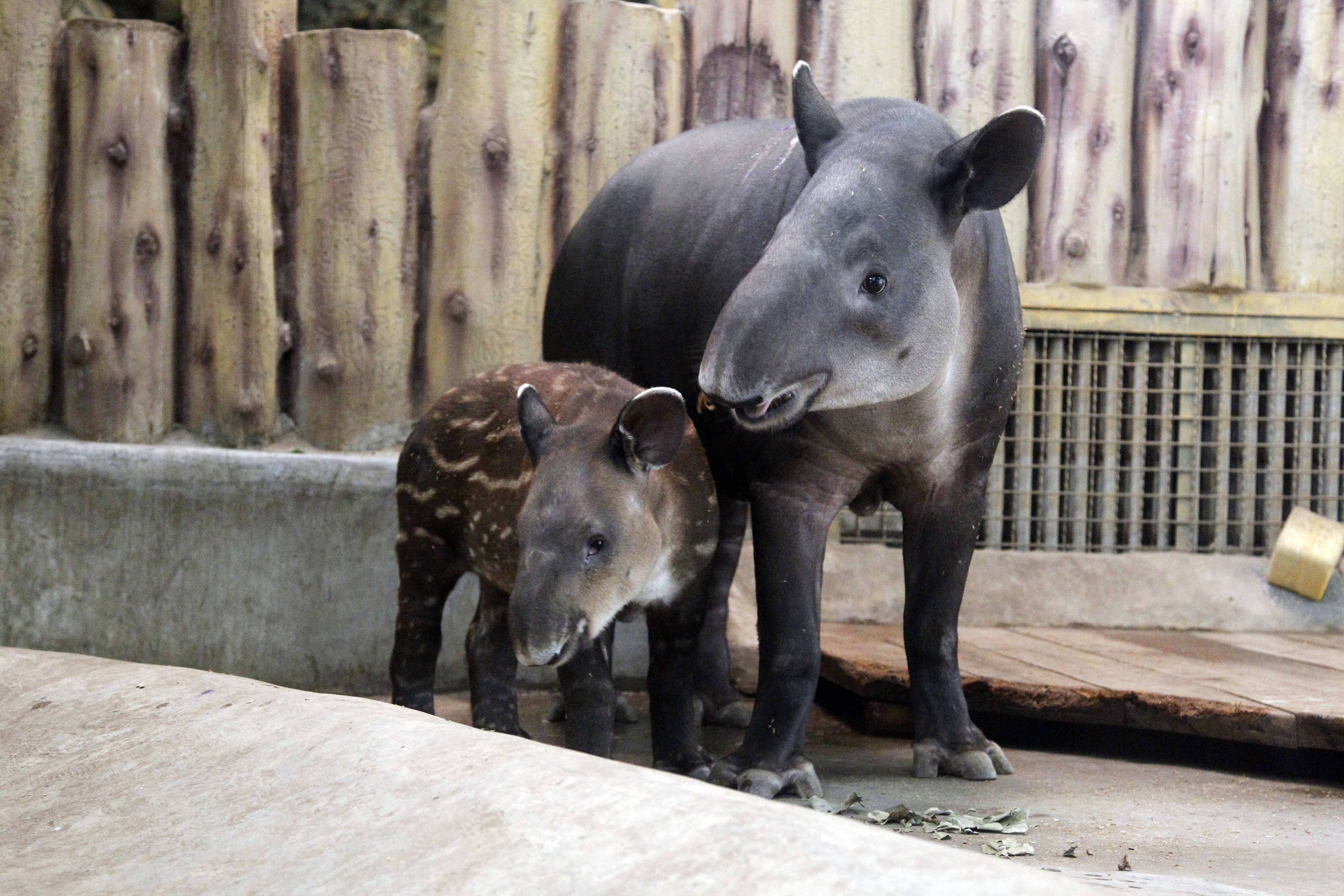 记者"偷拍"中美貘,竟被"索要"相机吃!