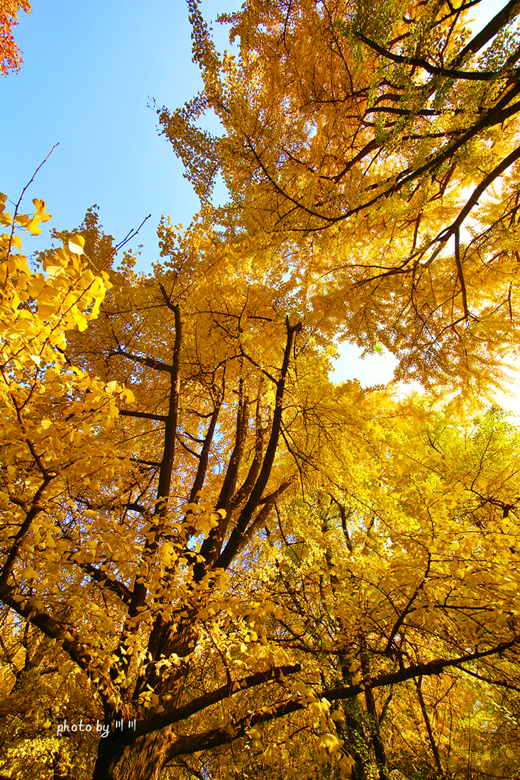 世界上最美的银杏之都