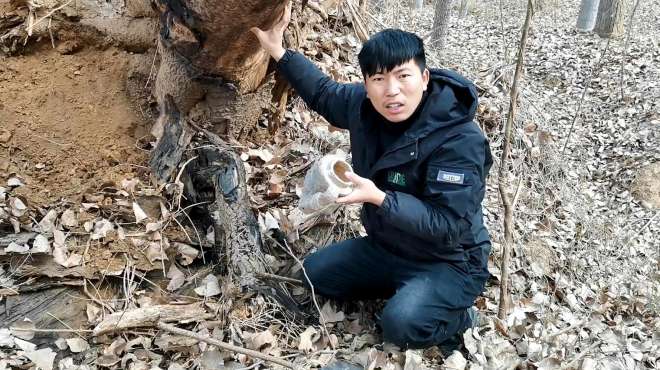 [图]小伙户外探险，发现一颗百年老树，竟在老树根下边发现神秘老物件