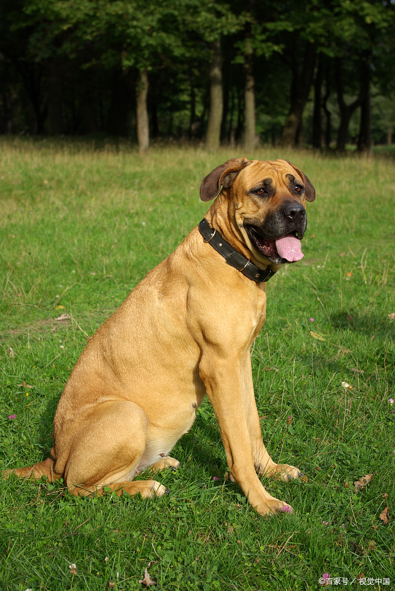 导盲犬一般是哪些品种?各自有什么特点