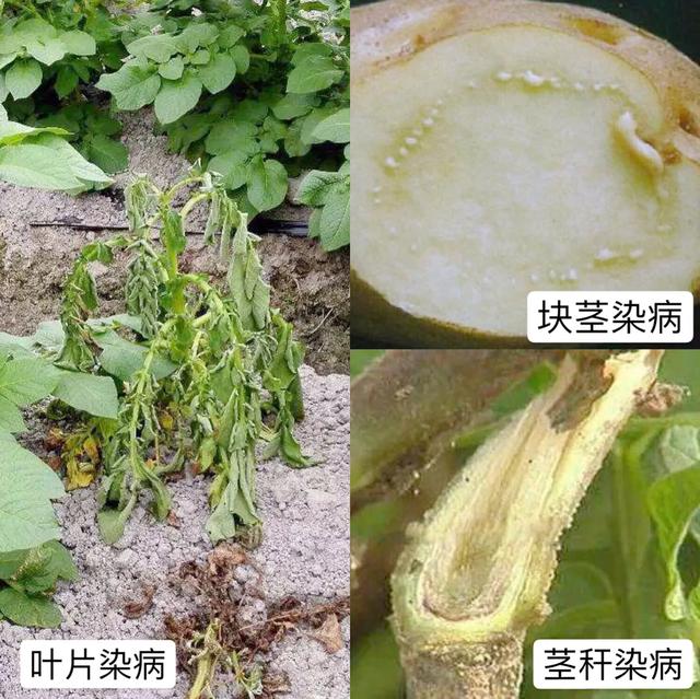 青枯病—马铃薯的不治之症?农民只要做到这些,就能有效预防