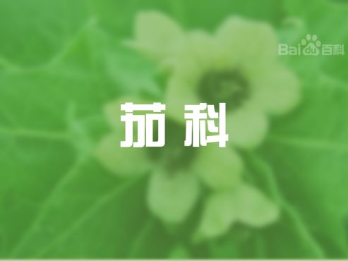 [图]茄科：是管状花目下的一科植物