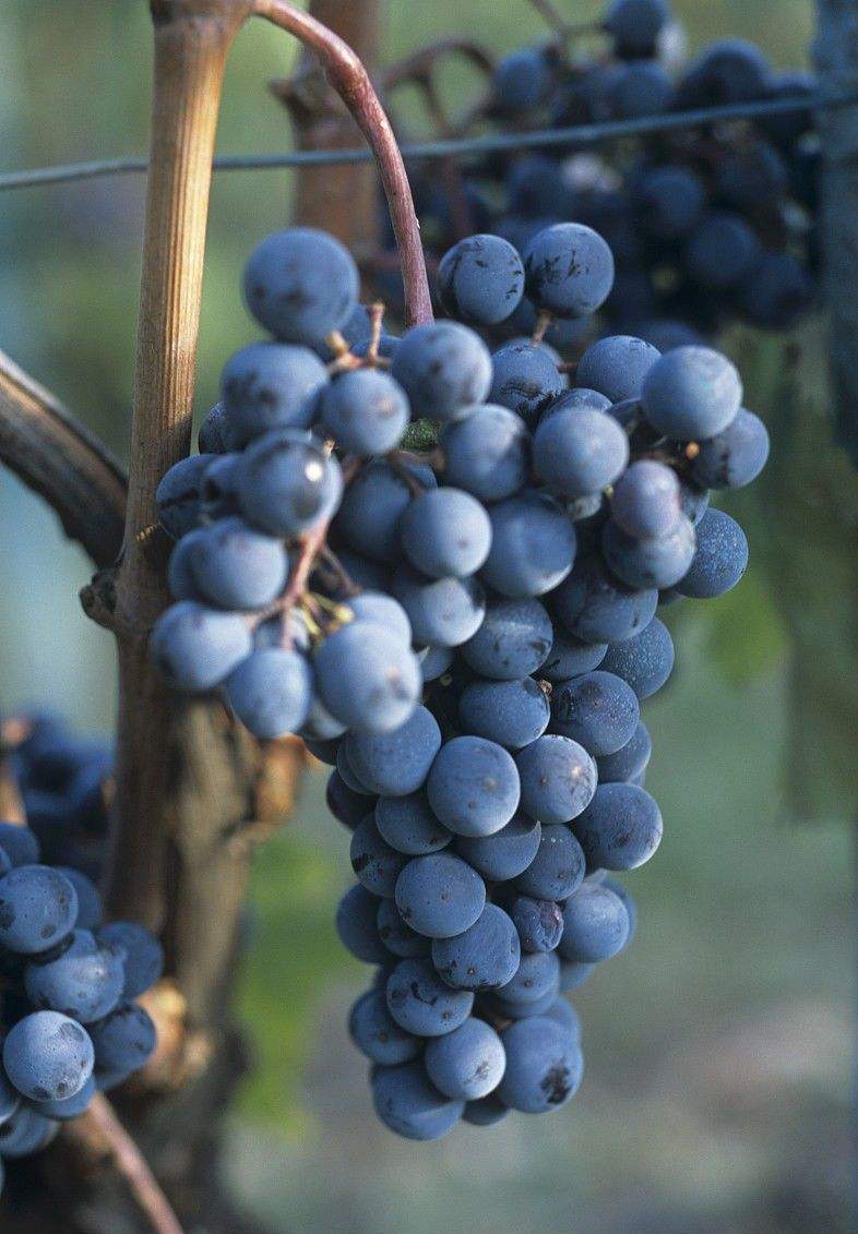 丹魄——里奥哈葡萄品种之王