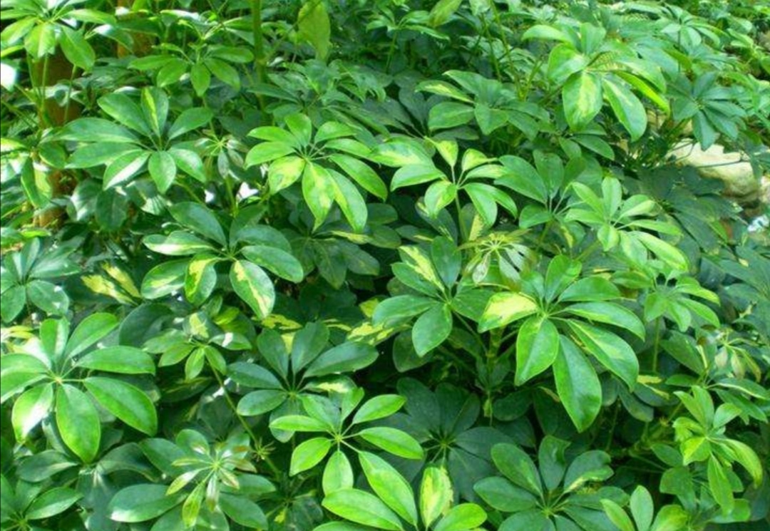 家中养鹅掌柴,注意几个细节,叶子浓绿,长得旺