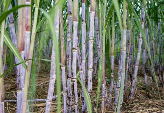 鱼笋不能与甘蔗一起吃:《本草纲目》记载:甘蔗与鱼笋之类同食,皆不益