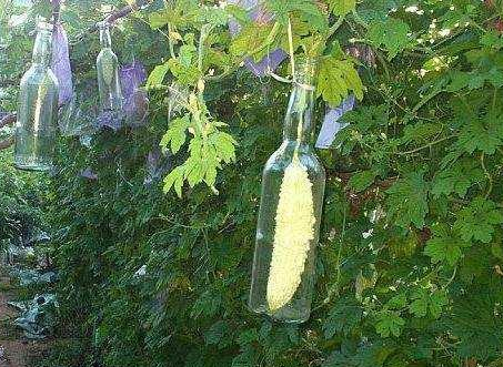 网红"苦瓜酒"火了,清热还去火,了解制作方法后,网友"怒"了