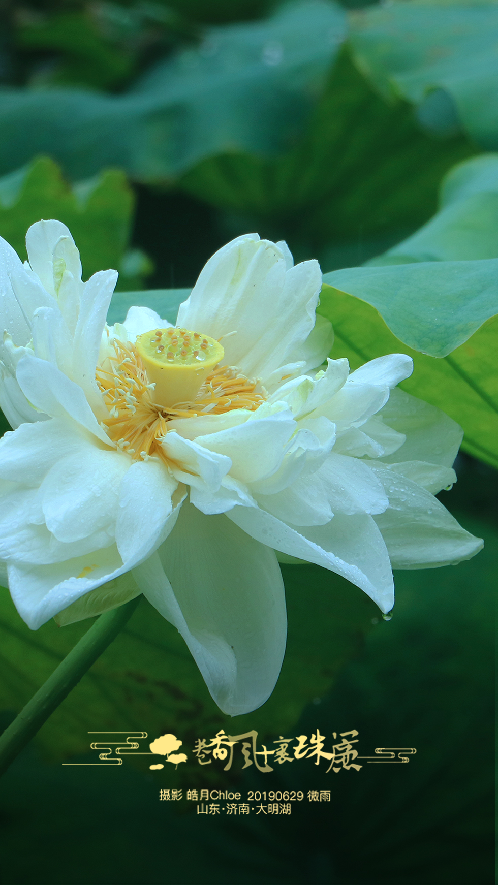 逐微雨漫步明湖卷香风十里珠帘 山东济南大明湖  摄影皓月chloe