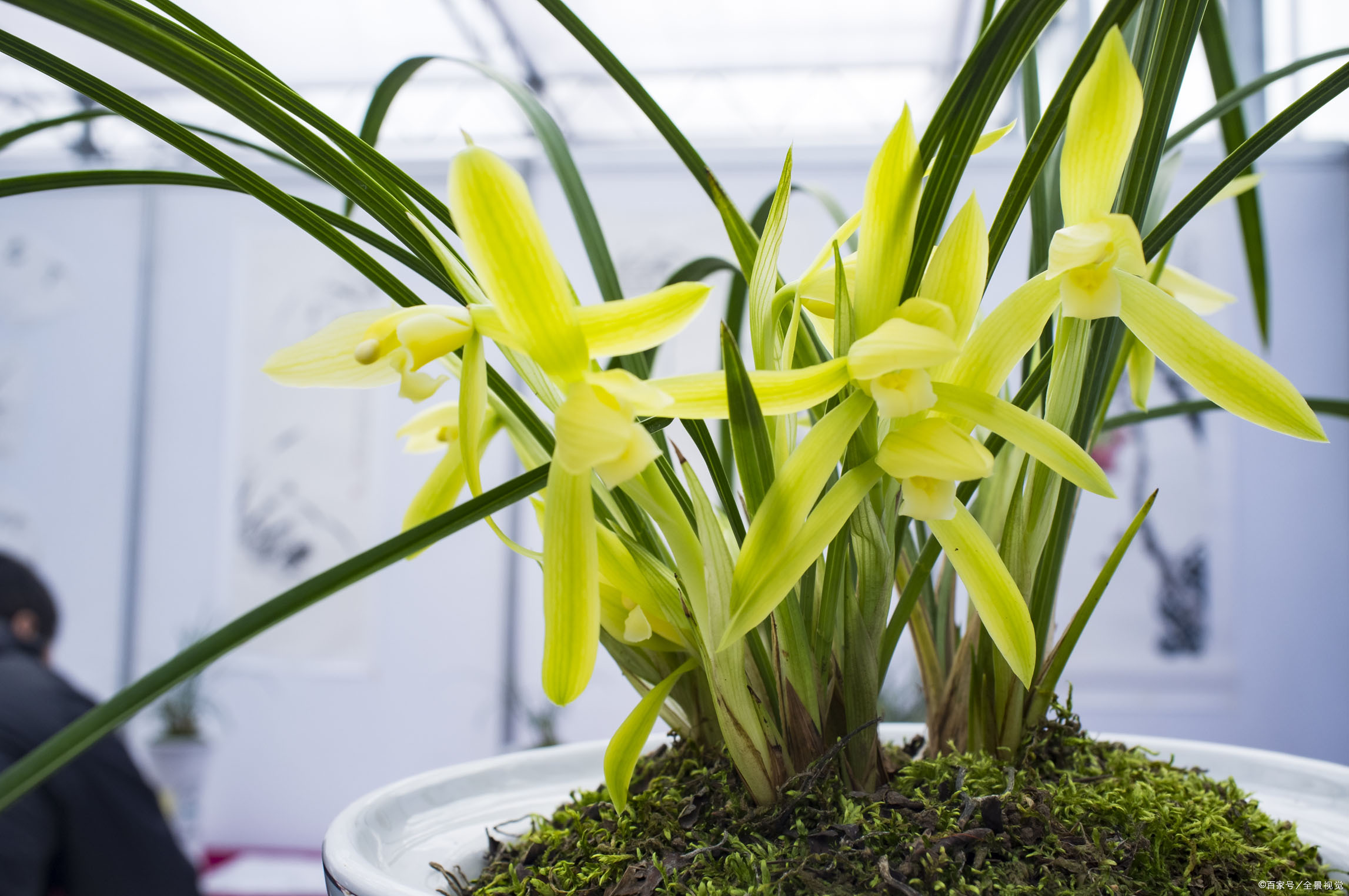 阳台种兰花 - 2020年最新商品信息聚合专区 - 百度爱采购