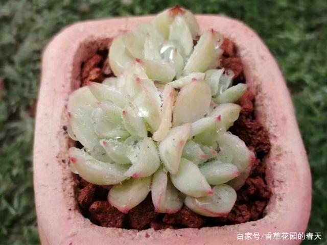 多肉织锦,凭美貌打动人心,控养更容易养出果冻色