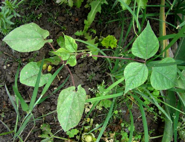 農村山上有種野菜,比辣椒辣,多數人不吃,村裡老人卻拿它當寶