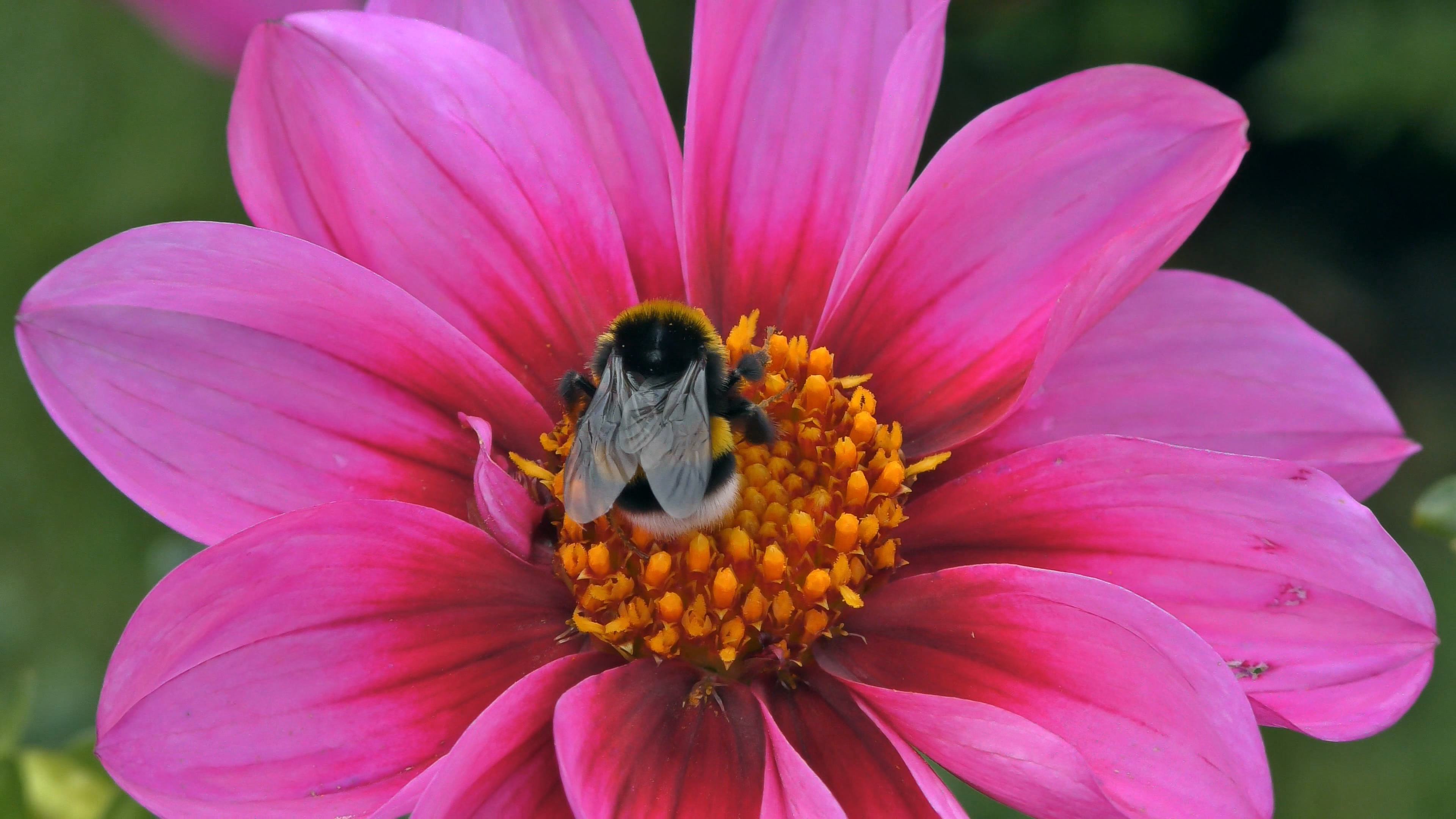 旅途风景 粉红色的花朵