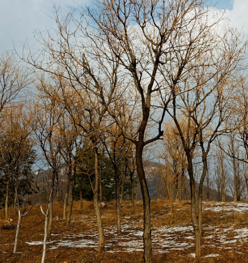 这树的名字就叫"金枝槐",你说它的枝是不是金枝?