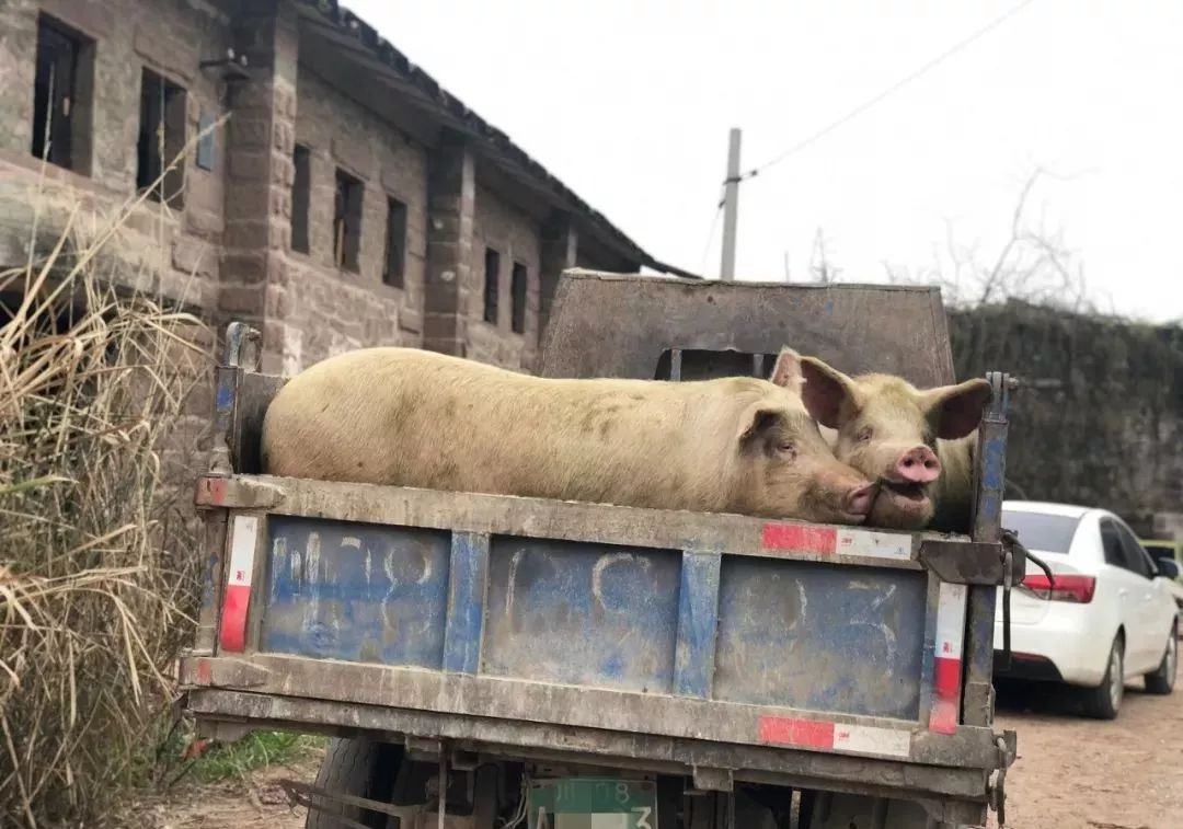 南充一市民违规饲养"潲水猪",执法部门下达"扑杀令"