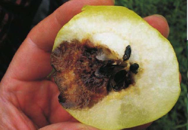 果农学会这些管理方法,轻松解决梨黑斑病在梨树上的危害难题!