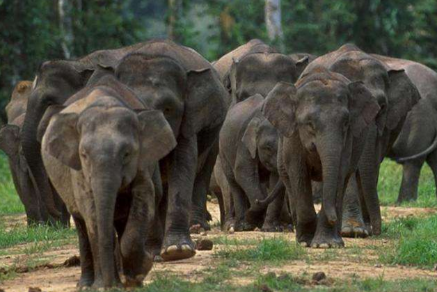 爪哇象,科学家一度认为爪哇象在欧洲人来到东南亚后走向"灭绝,这种