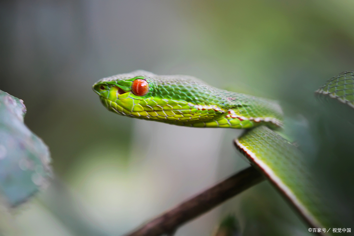 当心!福建路旁惊现剧毒竹叶青,毒性比五步蛇还毒20倍?