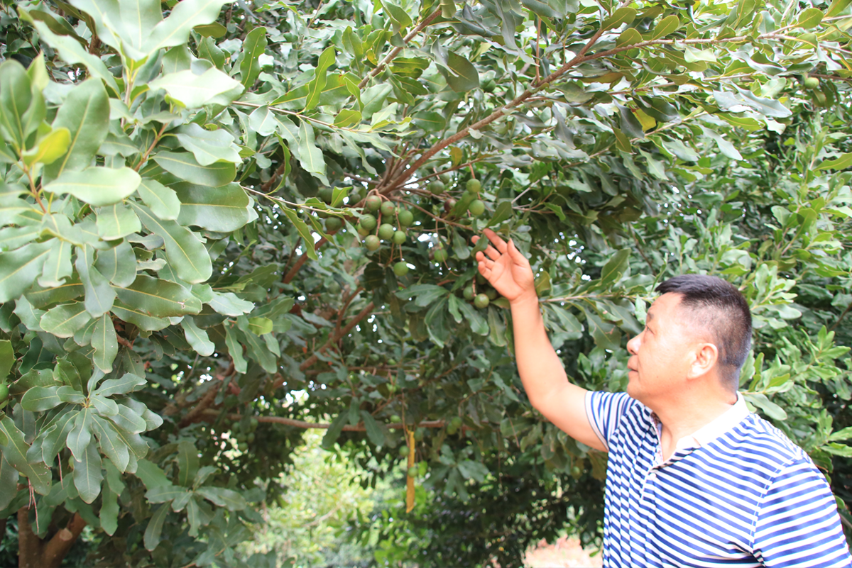 夏威夷果种植 - 2020年最新商品信息聚合专区 - 百度爱采购