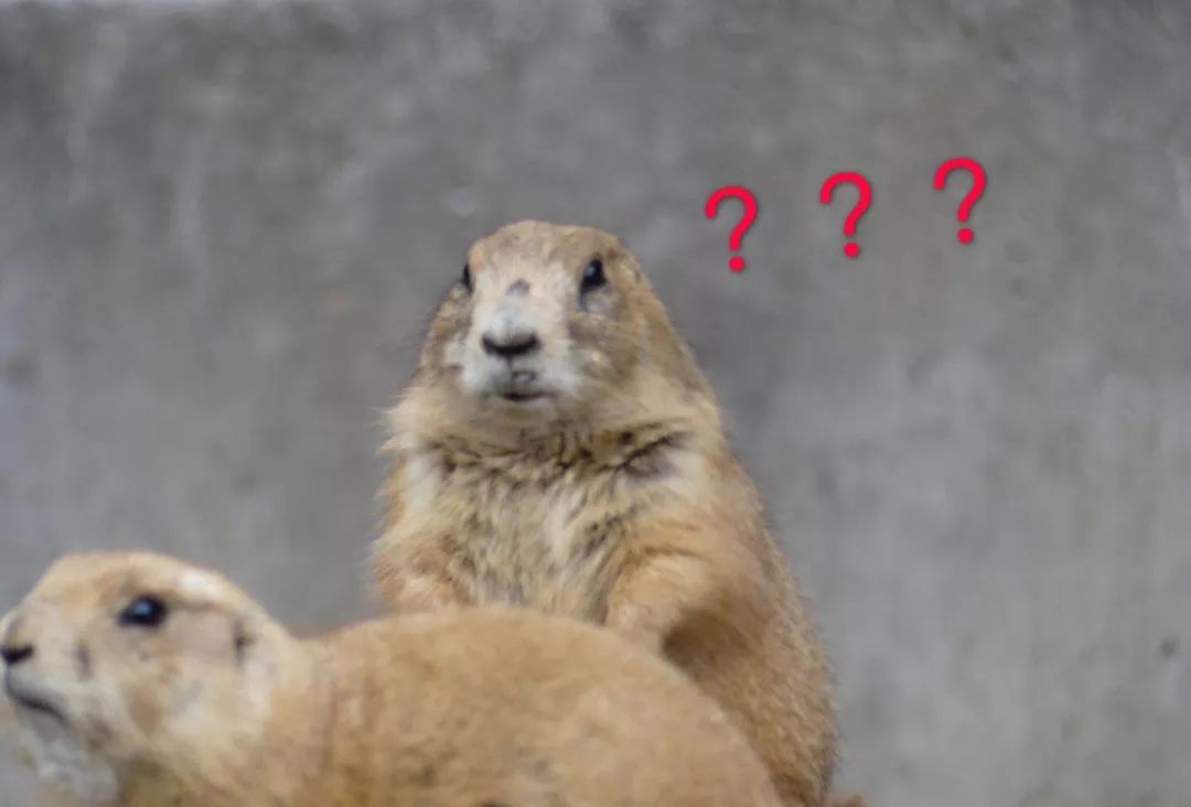 永远在发呆的豚鼠,一窝一窝的土拨鼠,呆头呆脑的各种鸟.