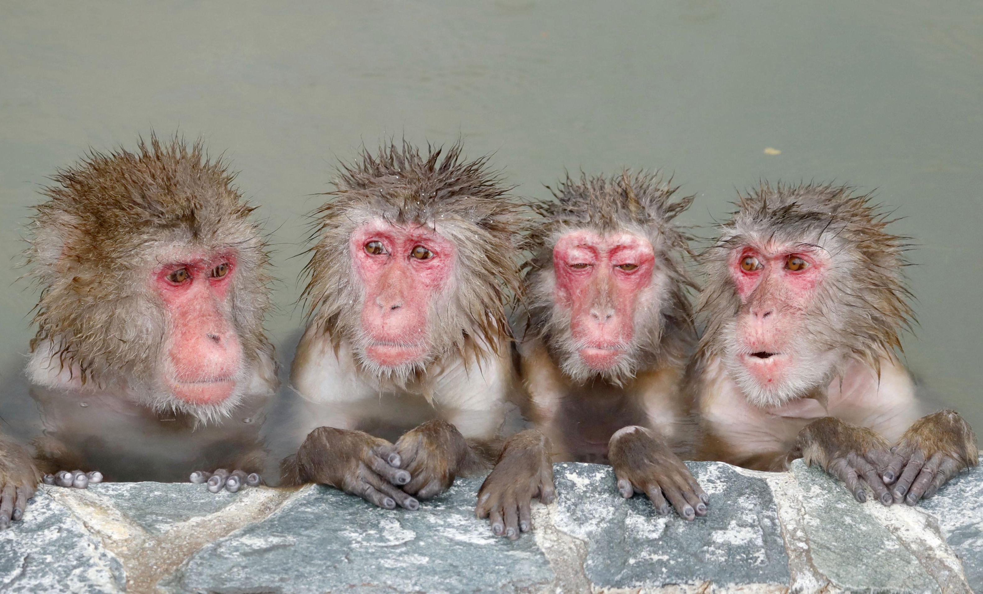 泡温泉的日本猴(1)