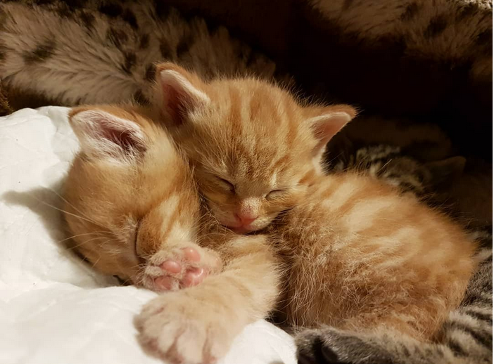 猫咪一生最谨慎的时期就是生完宝宝带孩子的时候,科学