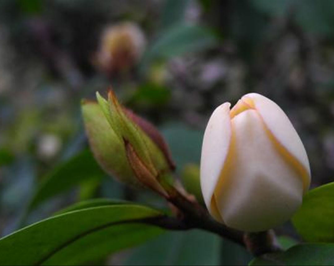 含笑花的叶子发黄,是什么原因导致的,我们要怎样解决呢?