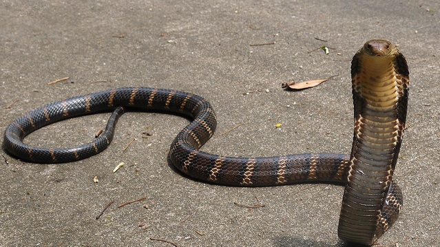 世界最大的毒蛇——"蛇类煞星"眼镜王蛇