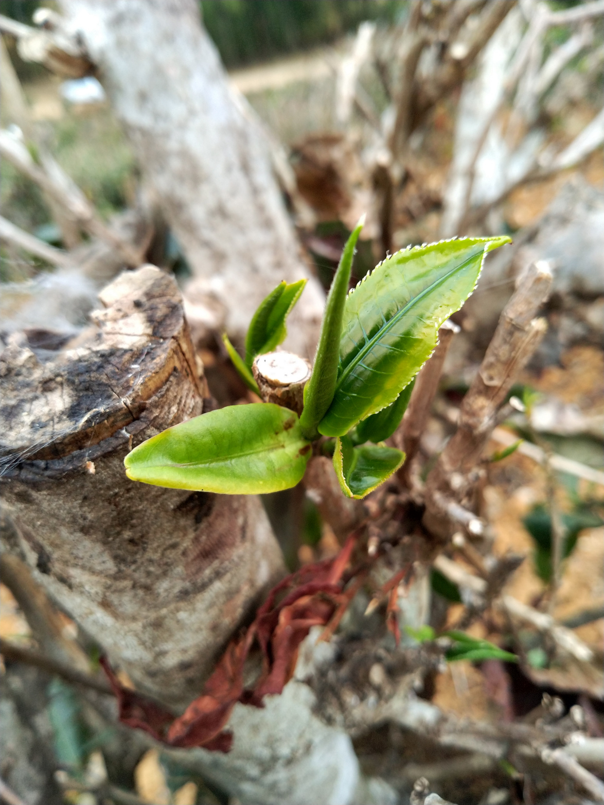 发现普洱茶枯树小芽尖喜迎春,说明春茶时节已然悄悄来临
