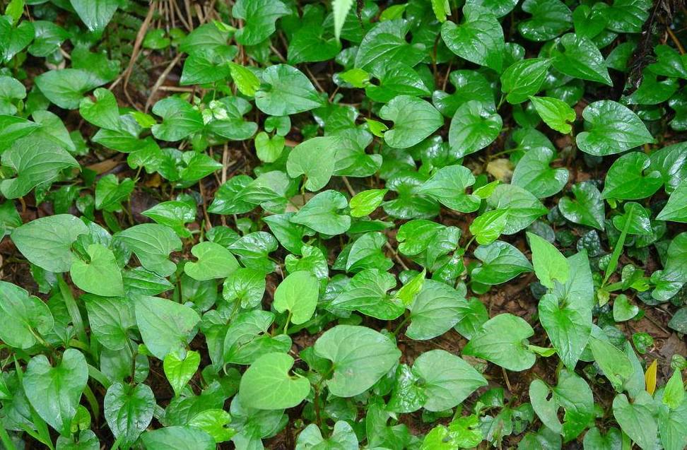 村里人叫它"耳朵草",北方人不屑吃,南方人却当宝,还能消炎