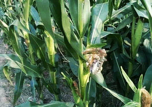 玉米棒上长的灰包疙瘩千万不要吃,危害太大,可能致癌!