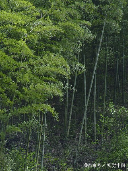 永川的茶山竹海,我的心灵驿站  在我心中,永川区的茶山竹海仿佛是一个