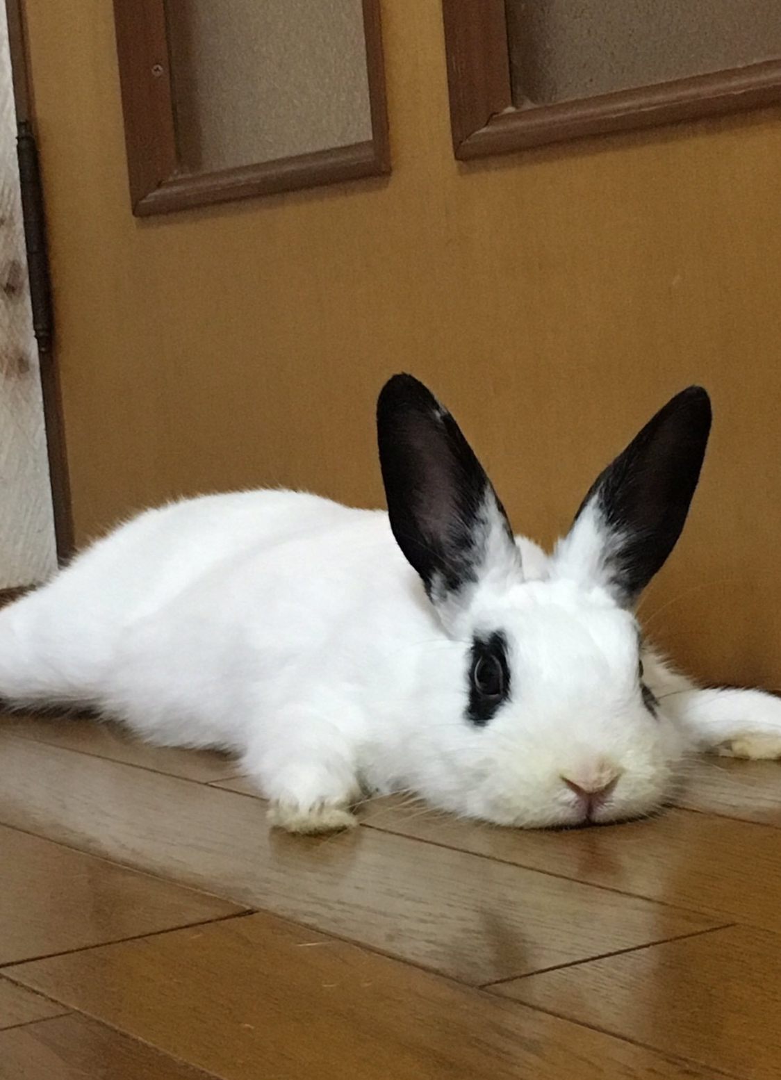 小伙发现兔子趴在门边,走过去也不搭理自己,过了一会儿