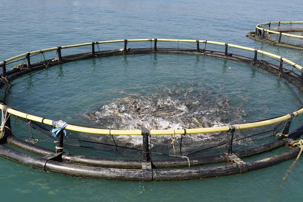海水沉水网箱养殖 海水养殖场使用网箱养殖的方法