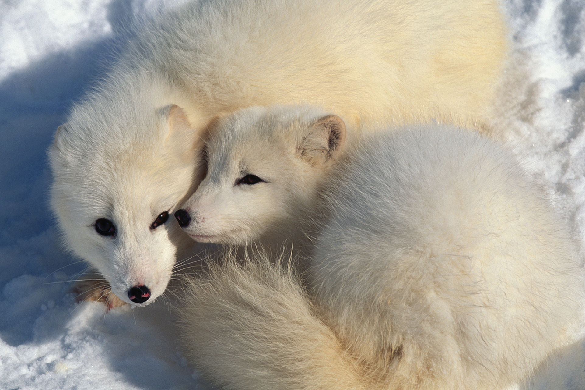 雪狐:生活在寒冷的北极,优雅而机敏,代表了冰雪世界中的智慧与策略.