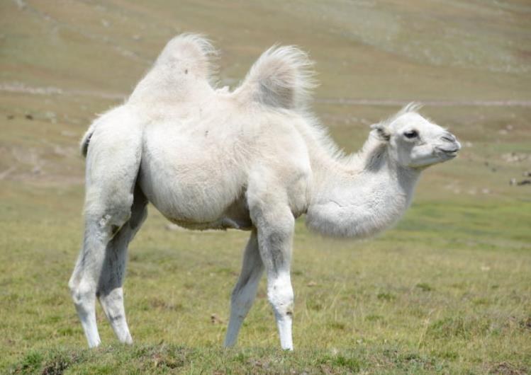 就发现过黑蓝虎,不过到了20世纪的末期这种变种的老虎便销声匿迹了